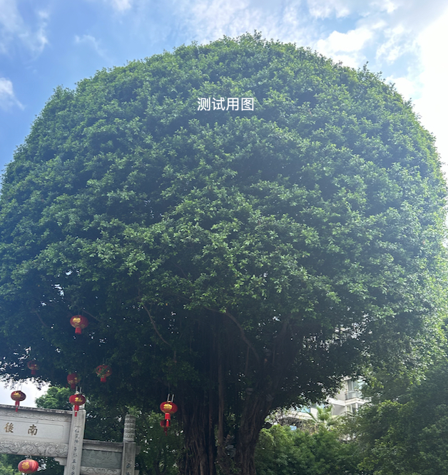 growing mandarin tree,vinegar tree,the japanese tree,bigtree,flourishing tree,green tree,silk tree,maidenhair tree,tieguanyin,trumpet tree,nanjing,wuhan''s virus,bodhi tree,shenzhen vocational college